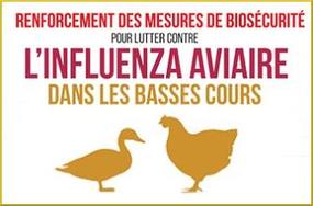 Protection des élevages - Elévation du niveau de risque de l'influenza aviaire (H5N8)